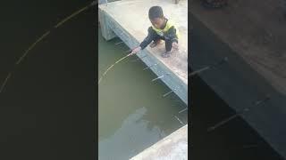 Bocil Mancing ikan mas besar....