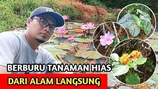 Asyiknya Berburu Tanaman Hias Langsung Dari Alam  Keladi Lantana Haréndong Teratai Sirih Gading