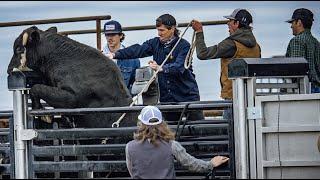 We bucked WILD bulls at JBs - Rodeo Time 330