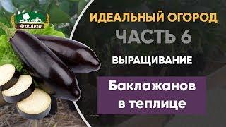 Выращивание баклажанов в теплице - Идеальный огород. Часть 6