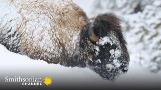 Yellowstone Bison Are Built for Winter Survival ️ Epic Yellowstone  Smithsonian Channel