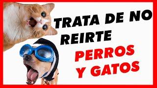 Trate de no reírse - Videos divertidos de gatos y perros  Animales Graciosos