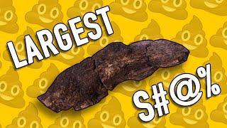 THE LARGEST FOSSILIZED HUMAN TURD EVER FOUND