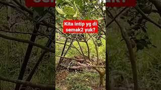 Ketahuan sedang apa d semak2mohon jgn sange Yg mw video selengkapnya di kolom komen ya guys#shorts