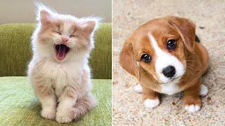 The funniest animals  Fun with cats and dogs 2022  Aww Baby Animals #18