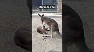 #kuranda #zoo #kangaroos #koala #cairns #crocodile #australiatravel #travel