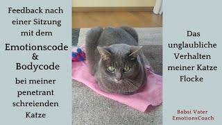 Das erstaunliche Verhalten meiner Katze Flocke nach einer EmotionscodeBodycode Sitzung