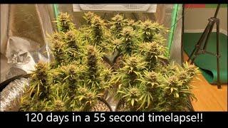 120 day Timelapse in 55 seconds Creme Caramel Photoperiod from Sweetseeds From Clone to Bloom