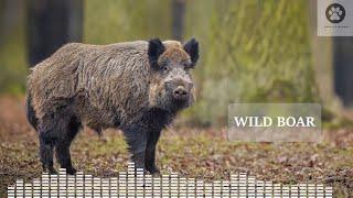 Wild boar sounds at night Wild hog sounds in dark forest