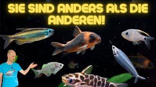 Die schönsten und interessantesten Aquarienfische aus unserer Anlage - Teil 1  Block 8-9