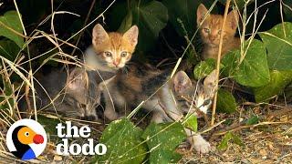 The Cat Distribution System  The Dodo