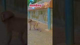 Tu kitni pyari hai।#cute #cuteanimals #badmonkey