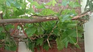 how grapes grow  full visiting of grapes fruit #Grapes  world info