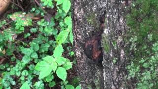Įžulnusis skylenis - true tinder fungus