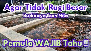 Hindari Rugi Besar Budidaya Ikan Nila Ini Caranya Pemula WAJIB Ikuti