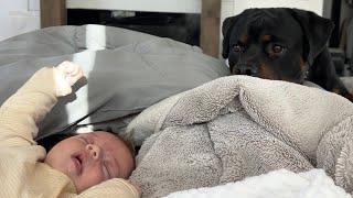 Newborn Starts Crying and This Happens With Rottweiler