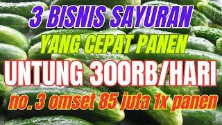 3 USAHA SAYURAN YANG CEPAT PANEN UNTUNG 300 RIBU SEHARI – ide bisnis di desa yang menjanjikan