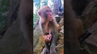 Mother monkey is breast feeding her innocent baby  #animals #monkey #cutemonkey