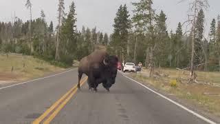 First Time Seeing a Bison Crossing the Road