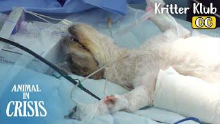 Animal Hospital ER... Pets Save Their Lives Thanks To Vets And..? l Animal in Crisis Ep 378