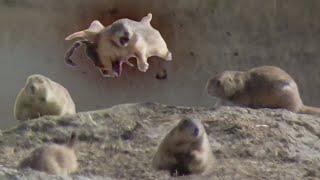 Prairie Dog Hunting Armageddon 3 Slo-mo EXPLOSIONS