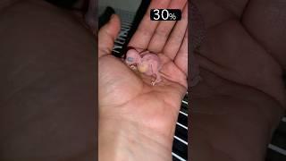 Baby Bird Growth Stages