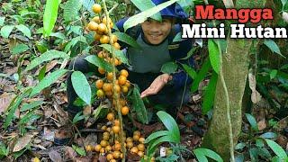 PANEN BUAH MANGGA MINI HUTAN DAN MENANAM BIBIT BUAH BUAHAN DI HUTAN KANG KUMANG