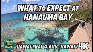 What to Expect at Hanauma Bay August 3 2023 Oahu Hawaii Snorkeling