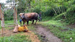 TERPENTAL HANTAM TIANG‼️ Cipluk Ngamuk Sapi Terbesar Keluar Kandang