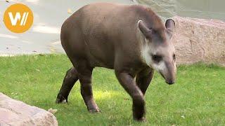 Tapir  Unsere Tierwelt Kurze Tierdokumentation