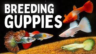 How to Breed Guppies Beginners Guide