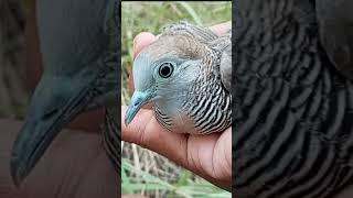 Unik Burung Perkutut Suara Kecil  #burung #perkutut #perkututlokalalam