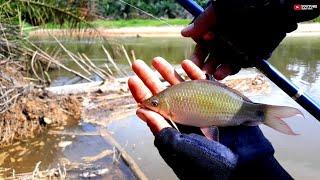 Mancing ikan nilem pakai pelampung