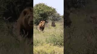 One Male Lion Watching Me The Other Walking Straight At Me Stunning  #shorts #short #lion