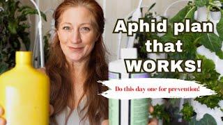 How to get rid of aphids and prevent aphids on indoor plants How to get rid of aphids for good.