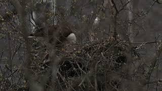 Bald Eagles of Centerport - 2 babies seen being fed