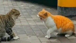 CAT FIGHT COMPILATION 2023