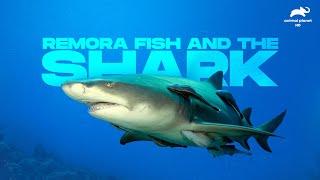 Remora Fish and the Shark - an Uncoventional relationship  Facts  Animal Planet