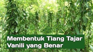 Penataan Pohon gamal Sebagai tiang Tajar Vanili@RANOLINDUCHANNEL236174