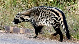 Civet Marking Its Territory