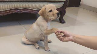 Labrador puppy  training