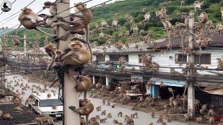 ¿Cómo Lidian Los Agricultores Con Los Animales Que Invaden El Sudeste Asiático? - Monos Salvajes