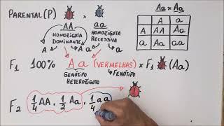 1ª Lei de Mendel - Genética - Resumo Professor Gustavo