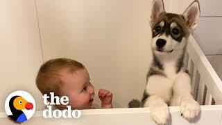Baby Husky Grows Up With Baby Girl And They Do Everything Together  The Dodo Soulmates