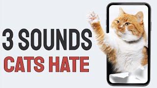 3 Sounds Cats Hate The Most