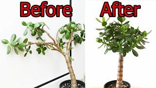 How To Prune And Straighten A Jade Plant Crassula ovata