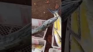 jackpot Sa Queen Fish Sisid Vlog#spearfishing #shorts #sisidvlog