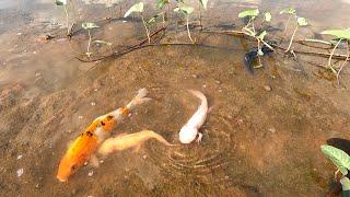 Super Amazing Result With Axolotl Found Axolotl Black and White Colorful Japanese Koi Oranda Betta