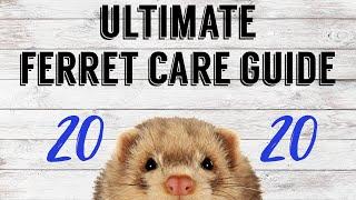 ULTIMATE FERRET CARE GUIDE 2020  Pazuandfriends