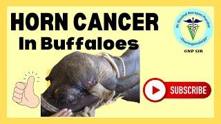 Horn Cancer in Buffaloes Understanding Prevention and Treatment  GNP Sir Channel